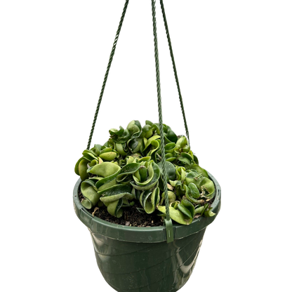 Hoya Rope Plant Live House Plant Trending Indoor Plants