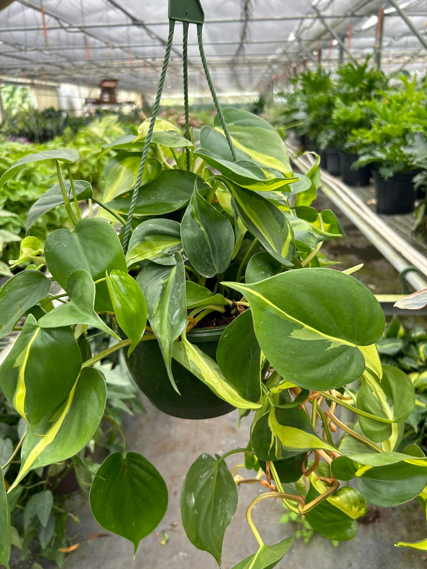 Philodendron Brasil Plant