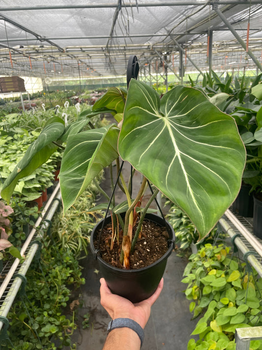 Philodendron Gloriosum Plant