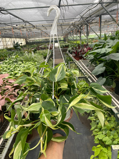 Philodendron Silver Stripe