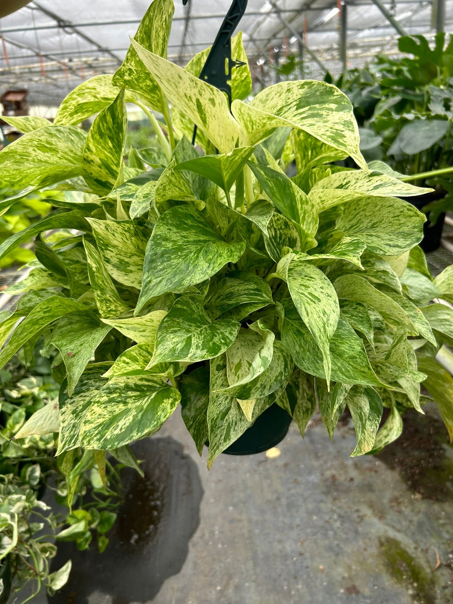 Marble Queen Pothos Plant Live Variegated Pothos Rare House Plant Hanging Indoor Plant Vining Plant Rooted Pothos in Pot XXL Pothos Aquarium