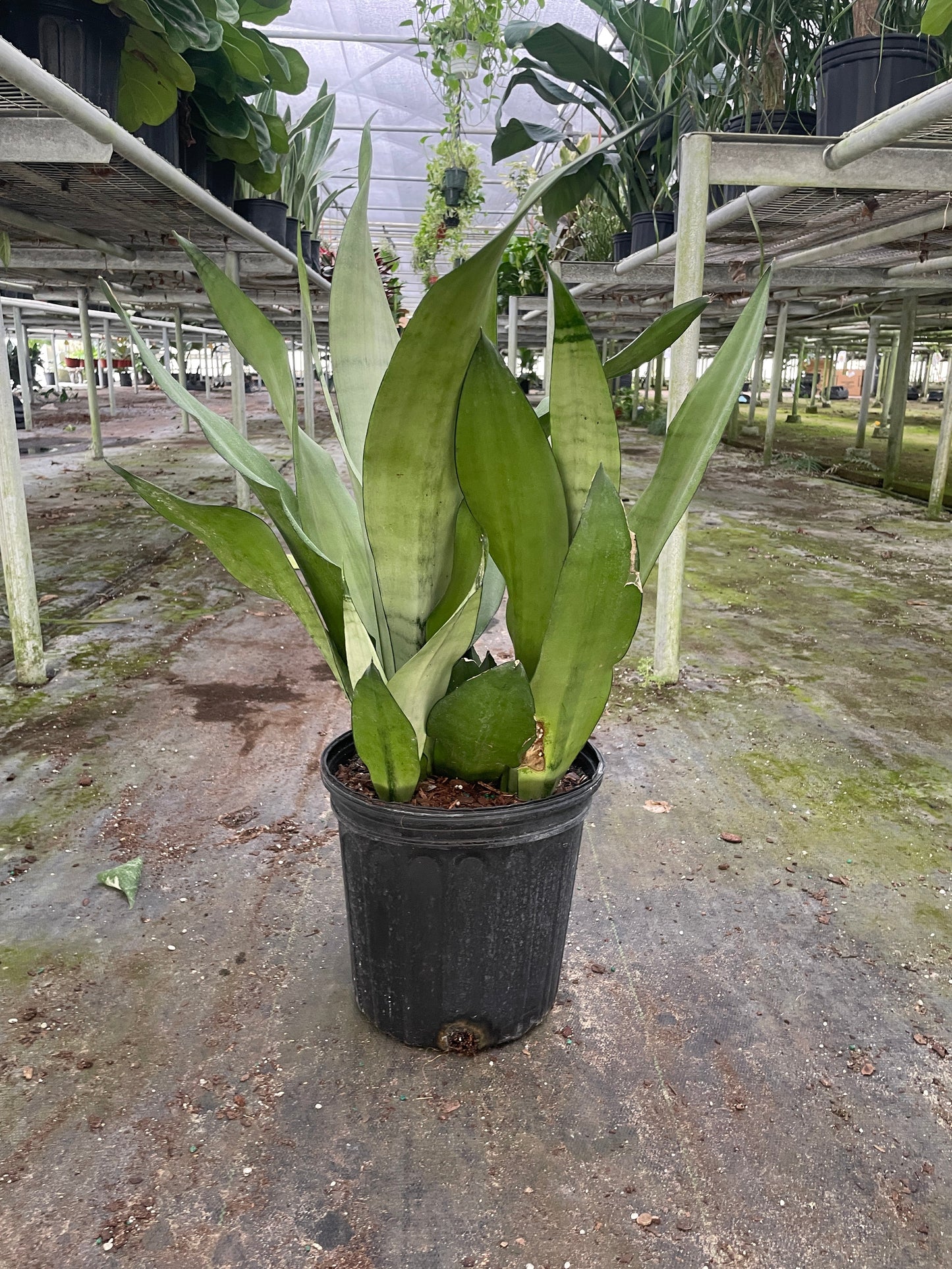 Snake Plant Moonshine Plant Live House Plant Low Maintenance Easy Care Low Light Air Purifying Plant Air Cleaning Live Indoor