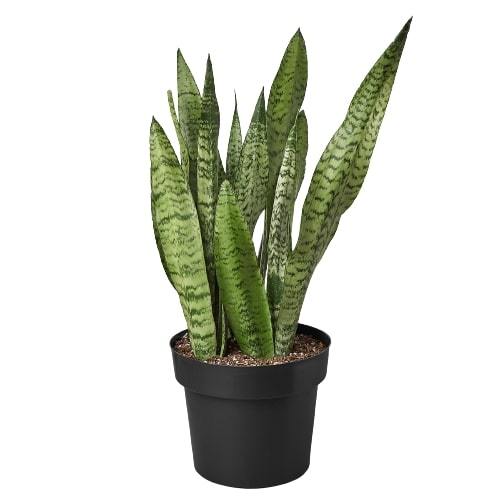 Snake Plant Zeylanica Plant Live House Plant Low Maintenance Easy Care Low Light Air Purifying Plant Air Cleaning Live Indoor