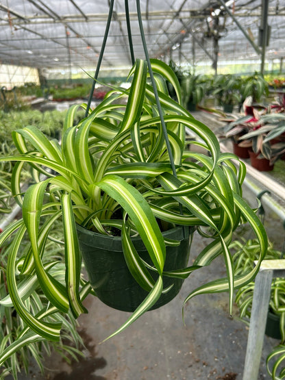 Spider Plant Bonnie Plant Live House Plant Curly Cool House Plants