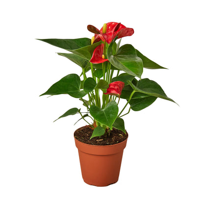 Anthurium Red Plant Live Anthurium Plant Tropical House Plant Rare Indoor Plant