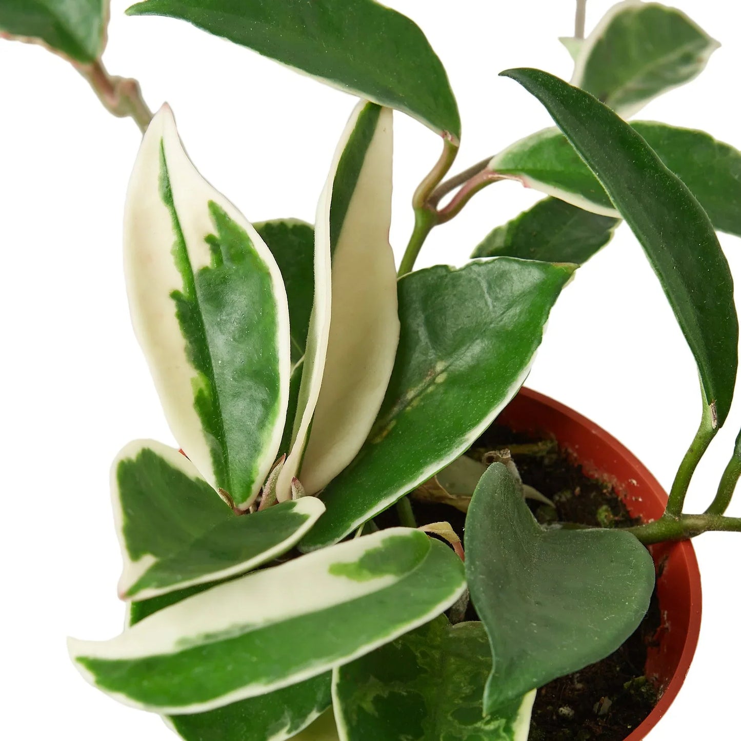 Hoya Carnosa Tricolor Plant