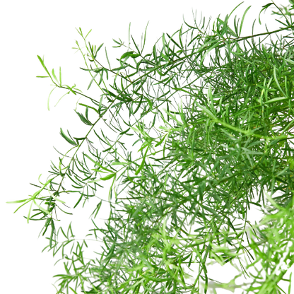 Asparagus Fern Plant Sprengeri Live House Plant