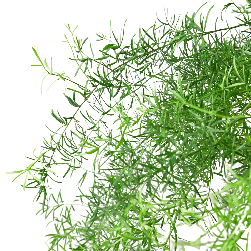 Asparagus Fern Plant Sprengeri Live House Plant