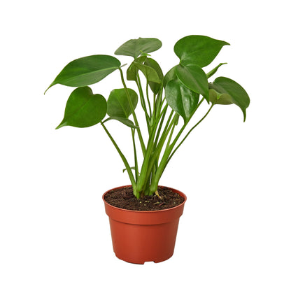 Live Monstera Plant Philodendron Split Leaf Potted House Plant Common Indoor Plant