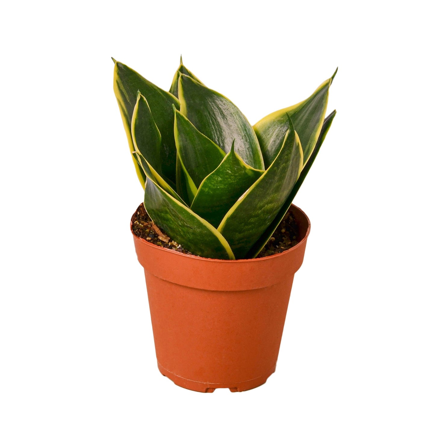 Snake Plant Emerald Star Plant Live House Plant Low Maintenance Easy Care Low Light Air Purifying Plant Air Cleaning Live Indoor