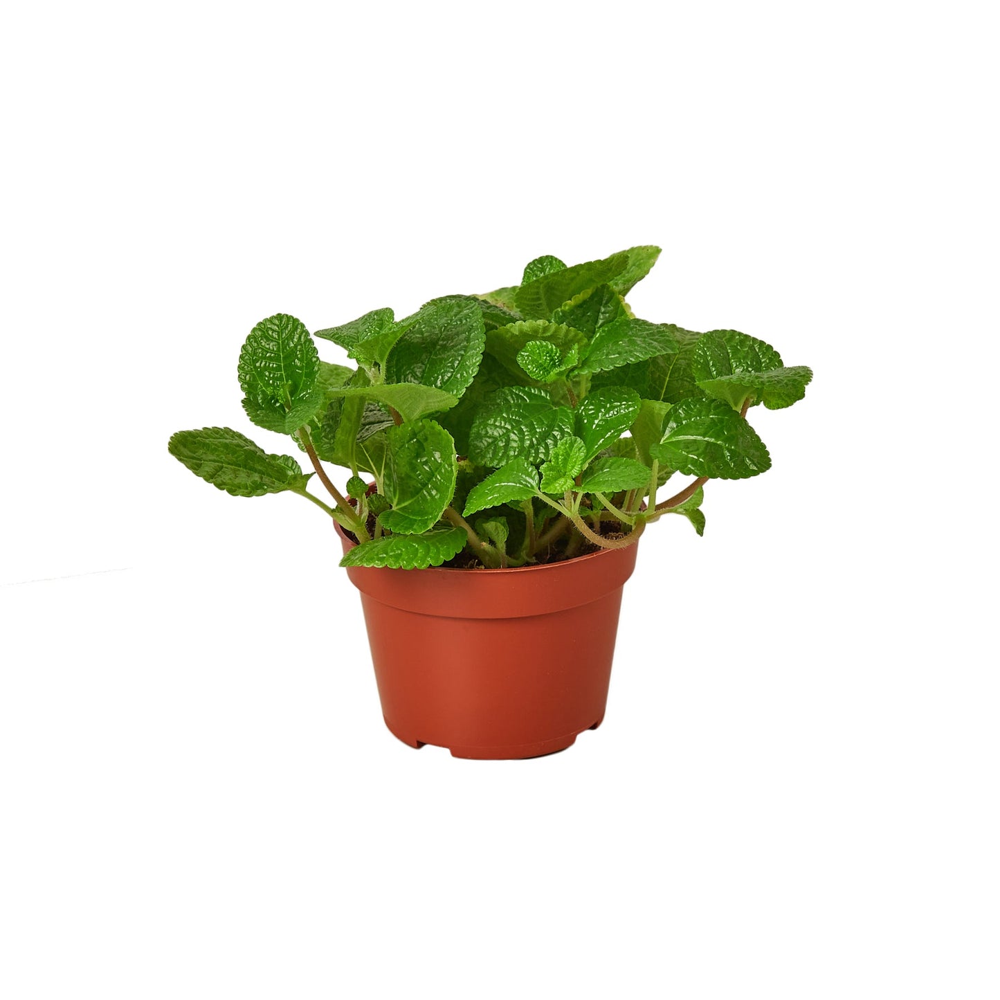 Pilea Crinkle Plant Creeping Charlie Live Paludarium Plant Terrarium Plant