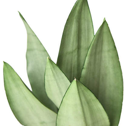 Snake Plant Moonshine Plant Live House Plant Low Maintenance Easy Care Low Light Air Purifying Plant Air Cleaning Live Indoor