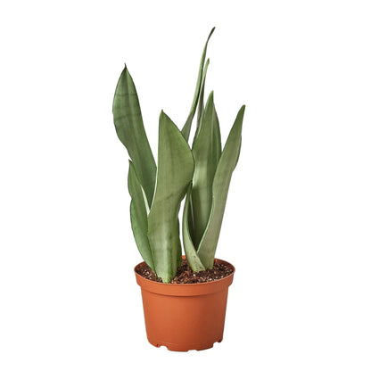 Snake Plant Moonshine Plant Live House Plant Low Maintenance Easy Care Low Light Air Purifying Plant Air Cleaning Live Indoor