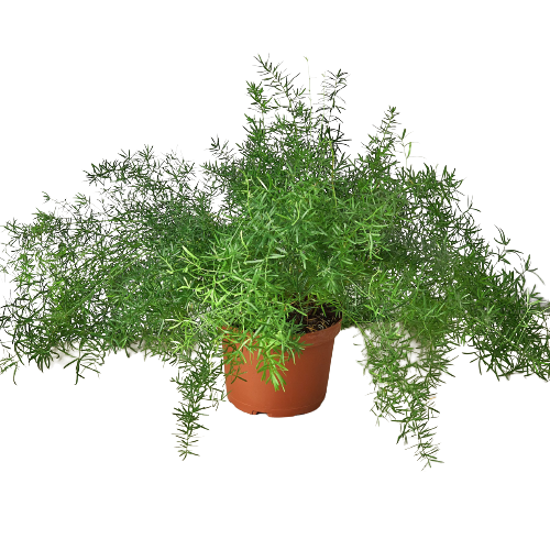 Asparagus Fern Plant Sprengeri Live House Plant