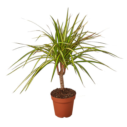 Dracaena Marginata Sunshine