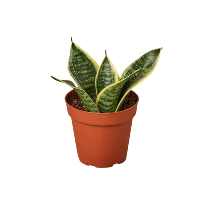 Snake Plant Laurentii Dwarf Plant Live House Plant Low Maintenance Easy Care Low Light Air Purifying Plant Air Cleaning Live Indoor