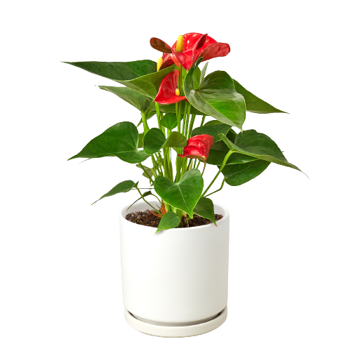 Anthurium Red Plant Live Anthurium Plant Tropical House Plant Rare Indoor Plant