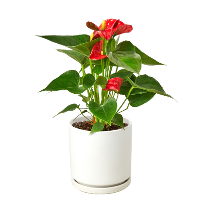 Anthurium Red Plant Live Anthurium Plant Tropical House Plant Rare Indoor Plant