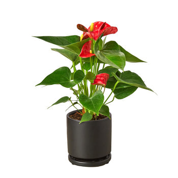 Anthurium Red Plant Live Anthurium Plant Tropical House Plant Rare Indoor Plant