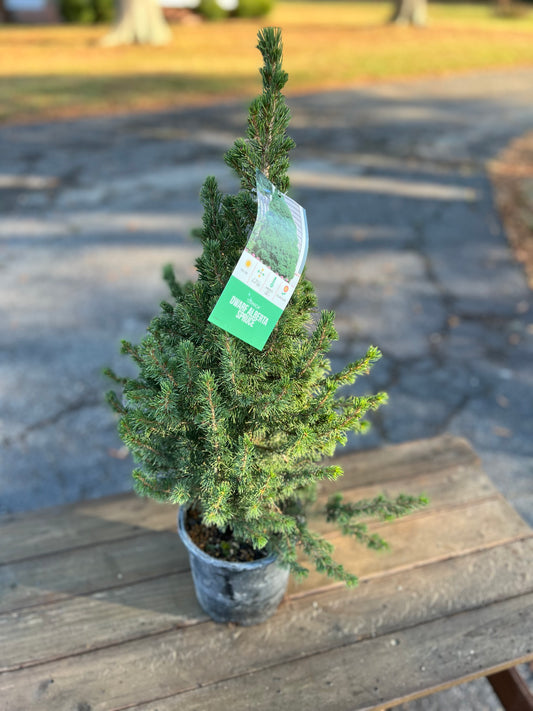 Mini Christmas Tree Plant Live Dwarf Alberta Spruce 26” Tall 6” Pot Christmas Tabletop Tree