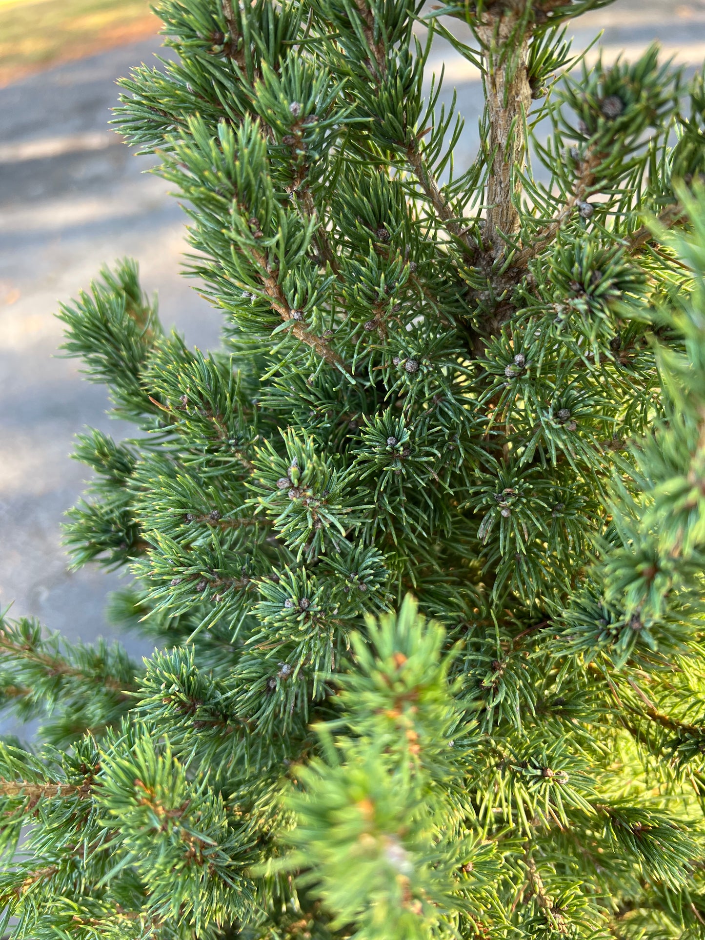 Mini Christmas Tree Plant Live Dwarf Alberta Spruce 26” Tall 6” Pot Christmas Tabletop Tree