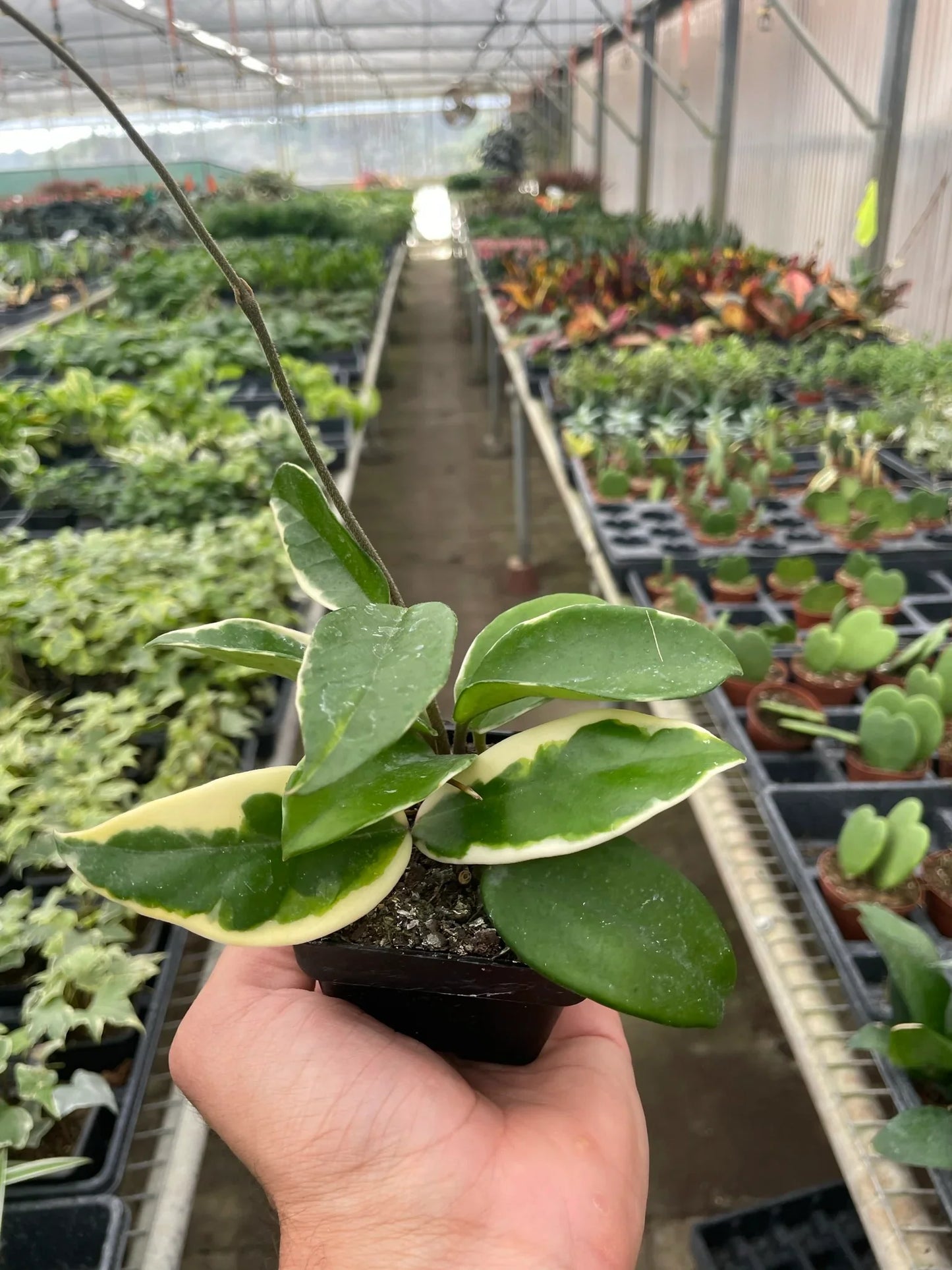 Hoya Carnosa Tricolor Plant