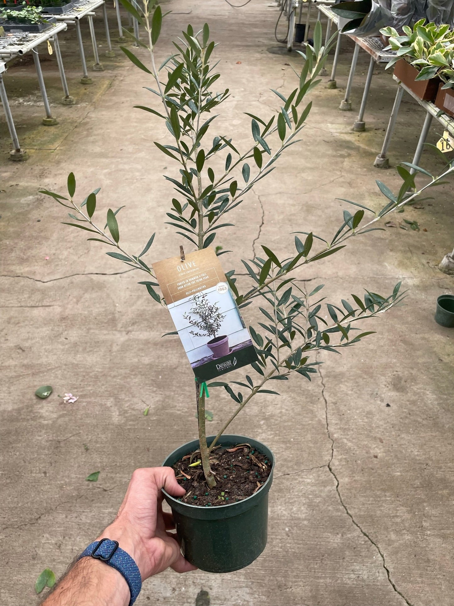 Common Olive Tree Plant