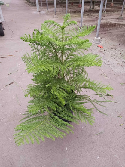 Norfolk Island Pine Tree Live House Plant Tall House Plant Tree