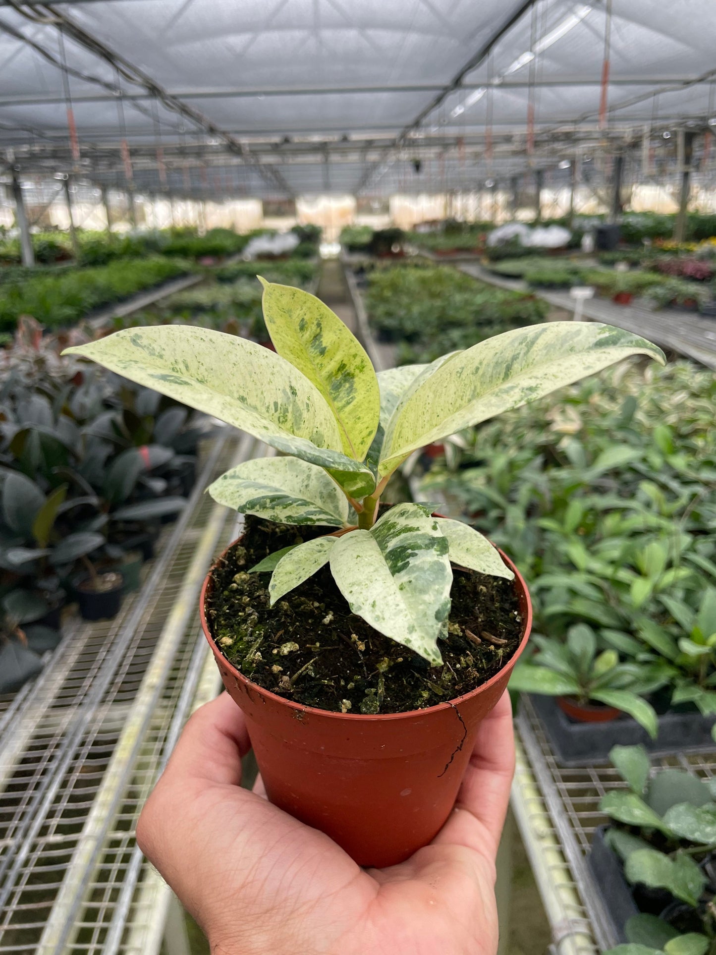 Ficus Shivereana Moonshine