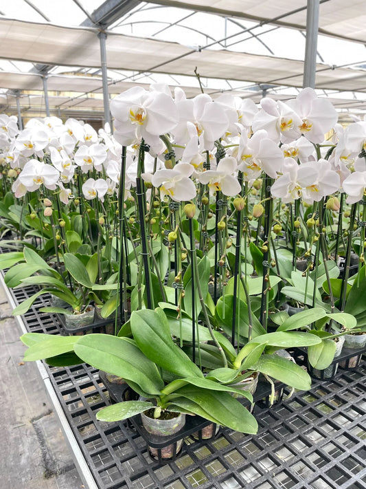 Orchid White Phalaenopsis