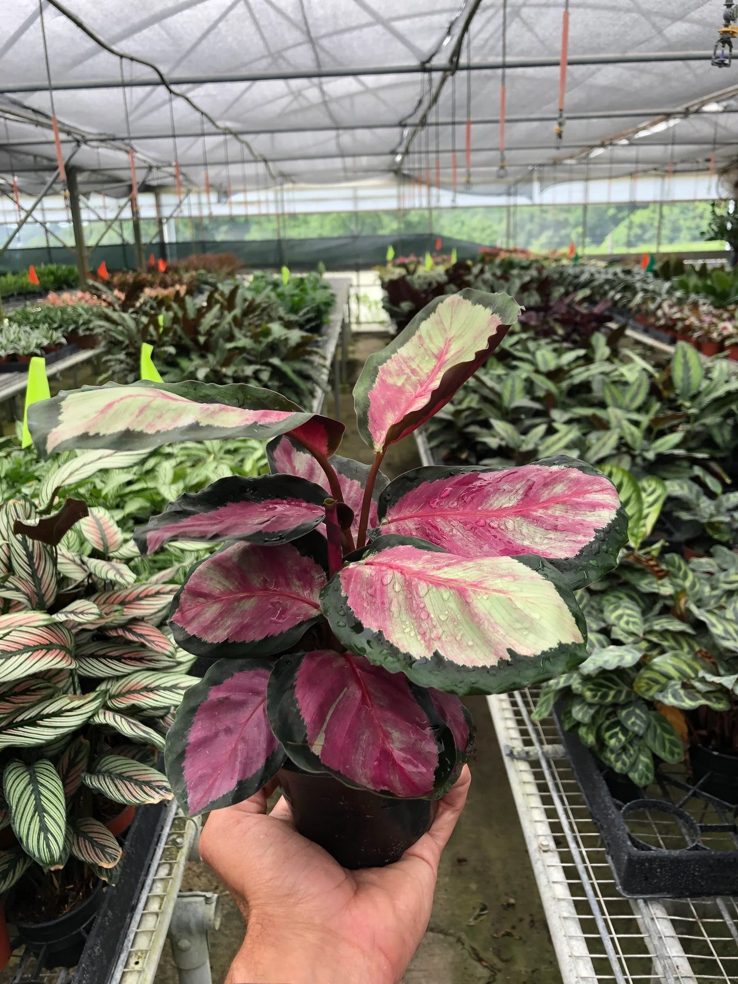 Calathea Roseopicta Silvia