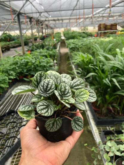 Peperomia Burbella