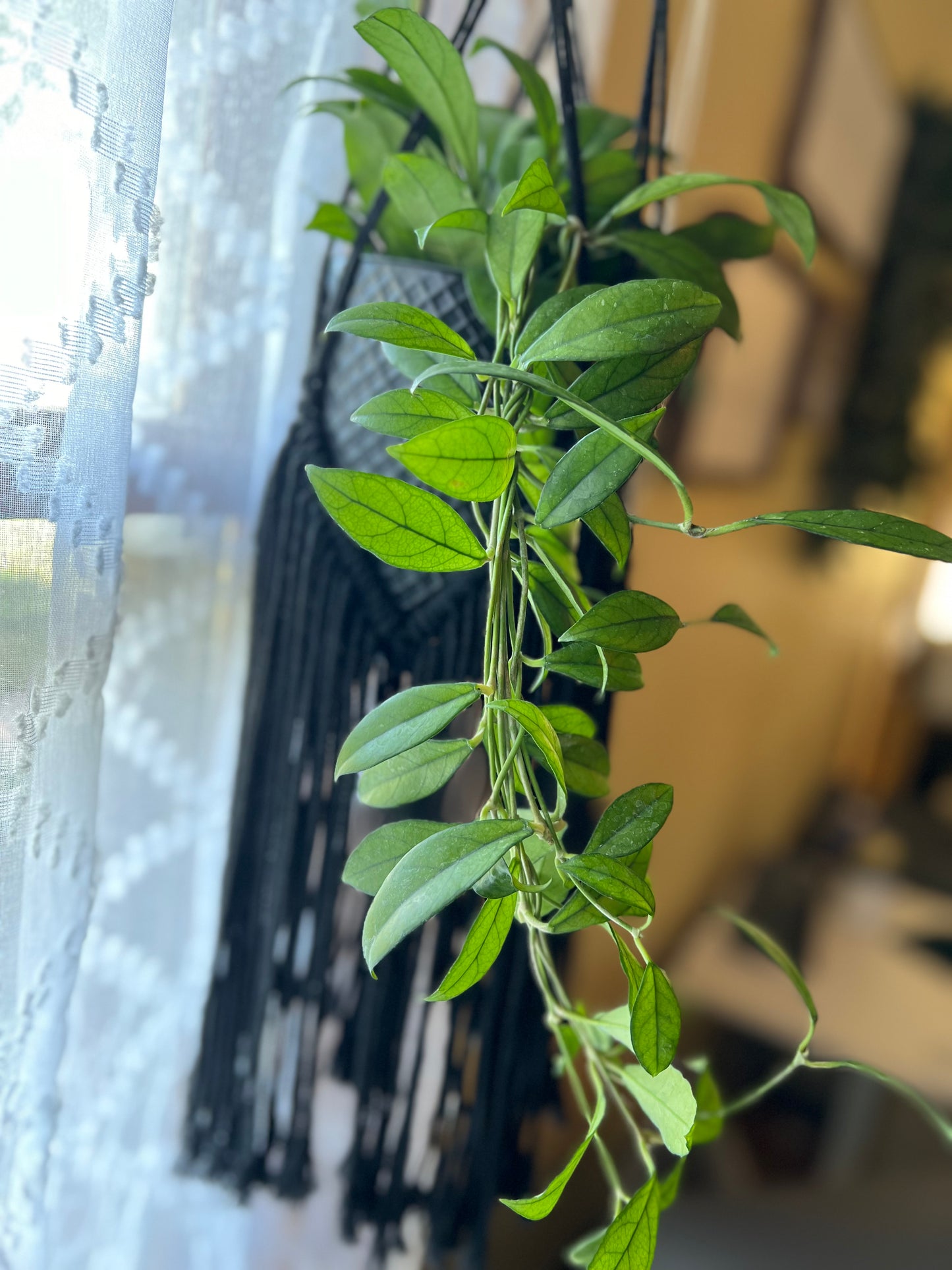 Hoya 'Crassipetiolata'