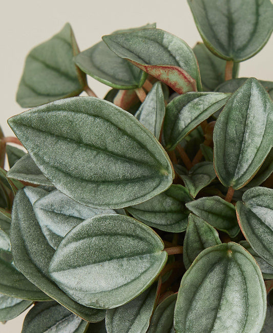 Peperomia Napoli Nights 4" Pot