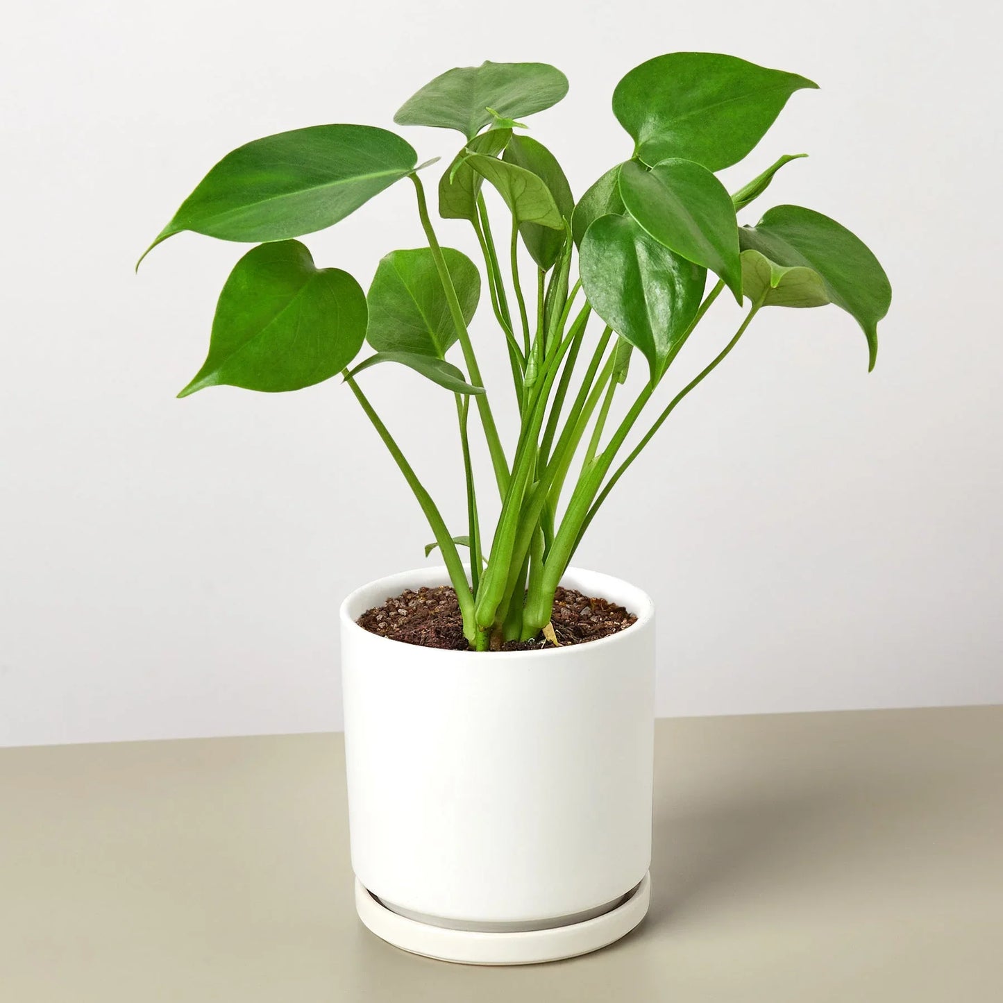 Live Monstera Plant Philodendron Split Leaf Potted House Plant Common Indoor Plant