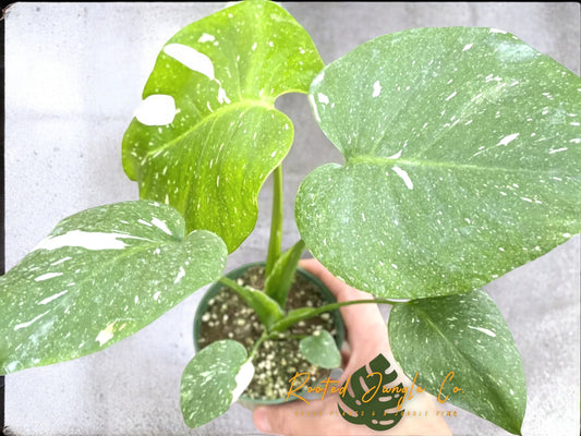 Monstera Thai Constellation