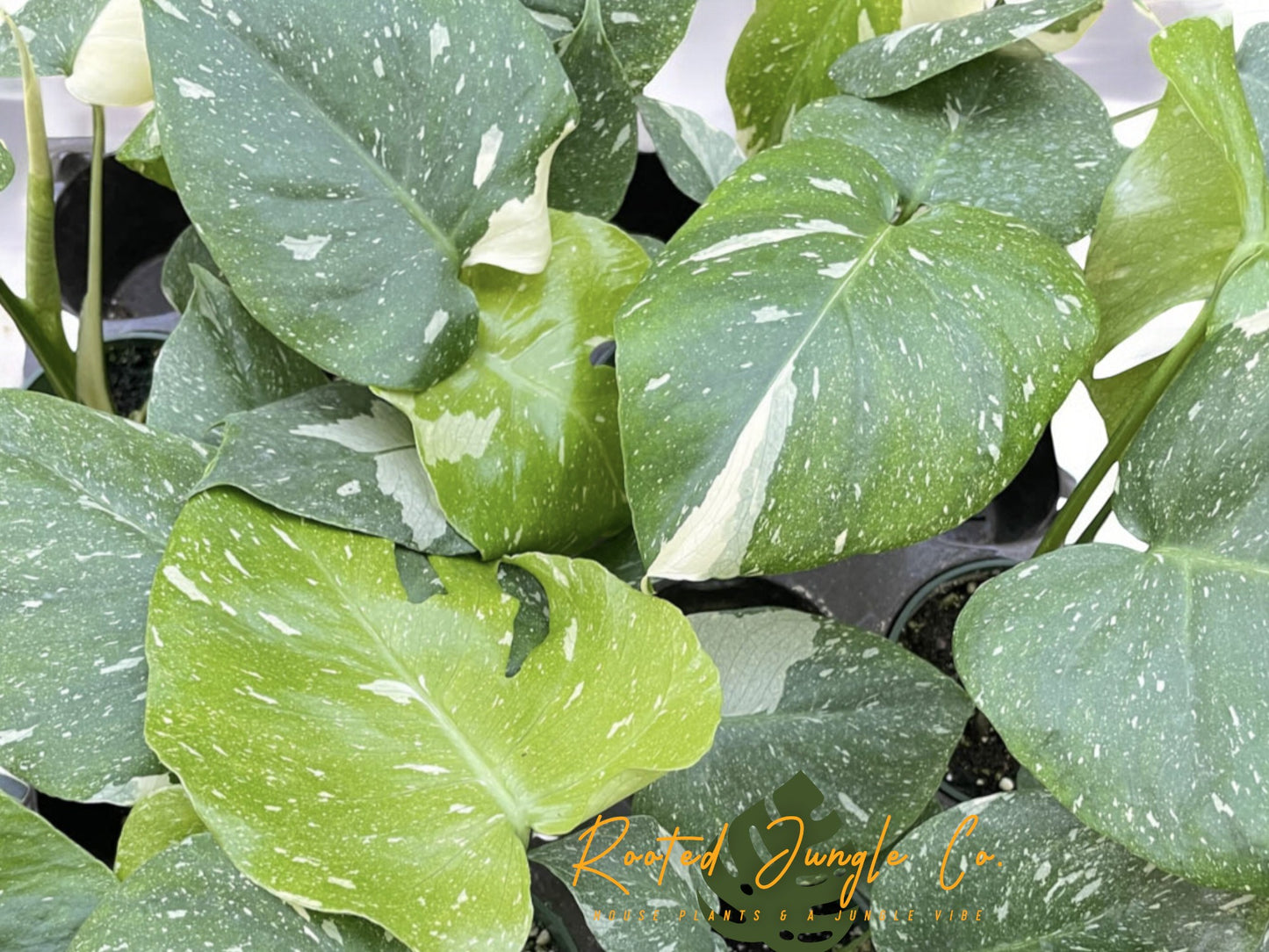 Monstera Thai Constellation