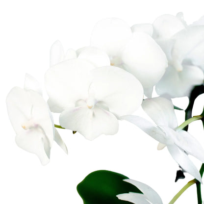 Orchid White Phalaenopsis