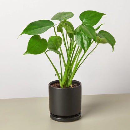 Live Monstera Plant Philodendron Split Leaf Potted House Plant Common Indoor Plant