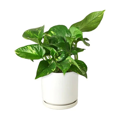 Golden Pothos Plant Live Pothos Rare House Plant Hanging Indoor Plant Vining Plant Rooted Pothos in Pot XXL Pothos Aquarium Paludarium Plant