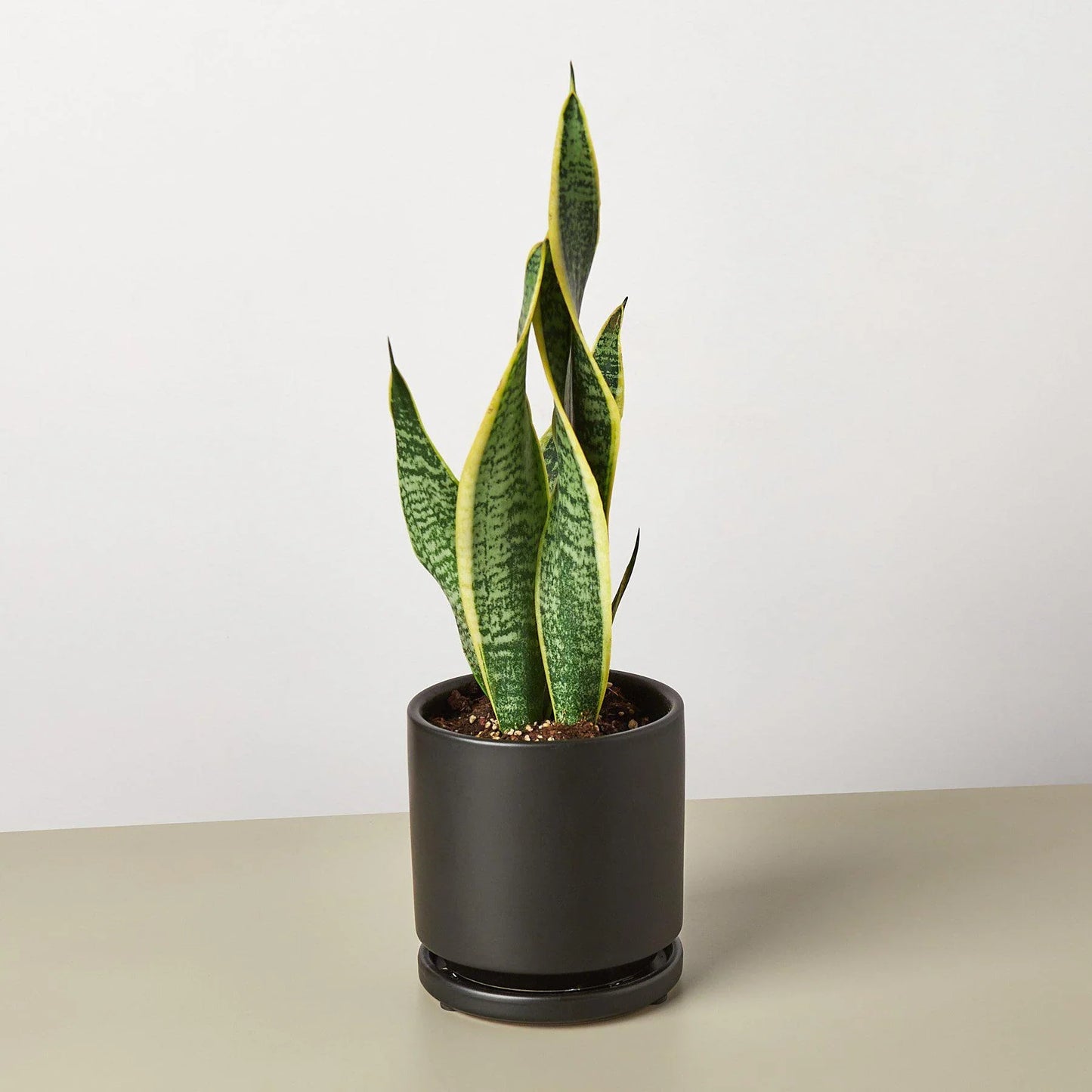 Snake Plant Laurentii Plant Live House Plant Low Maintenance Easy Care Low Light Air Purifying Plant Air Cleaning Live Indoor