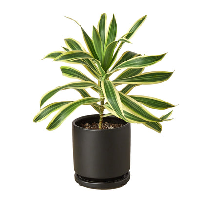 Dracaena Song of India