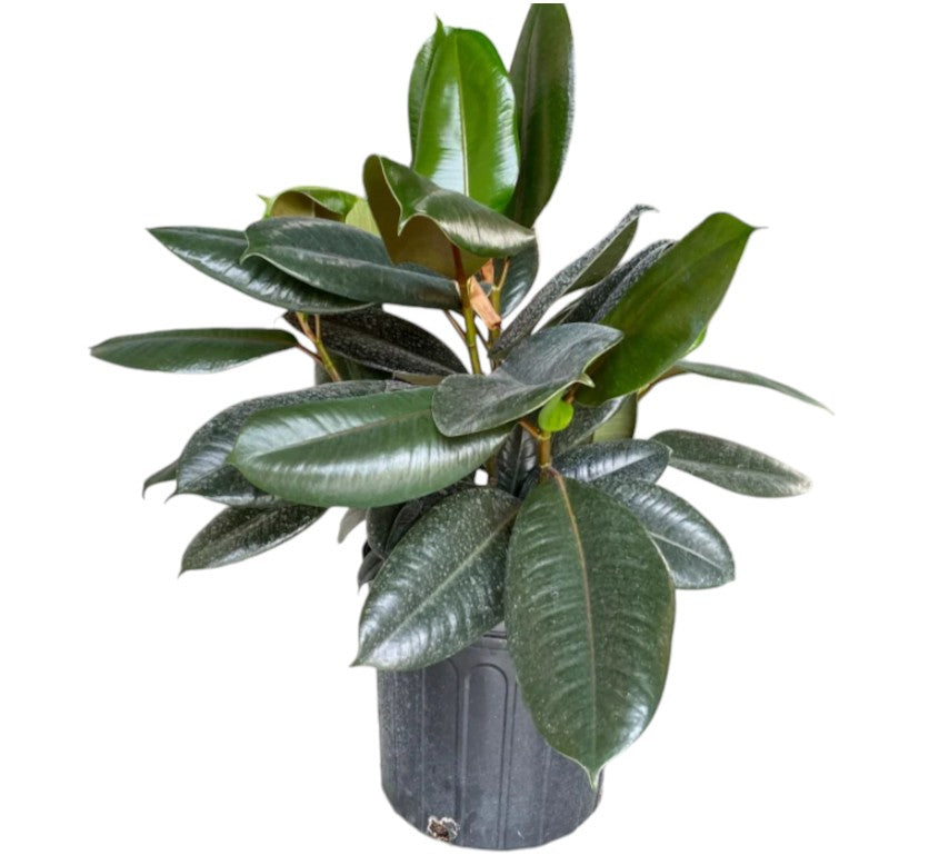 Ficus Elastica Burgundy Plant