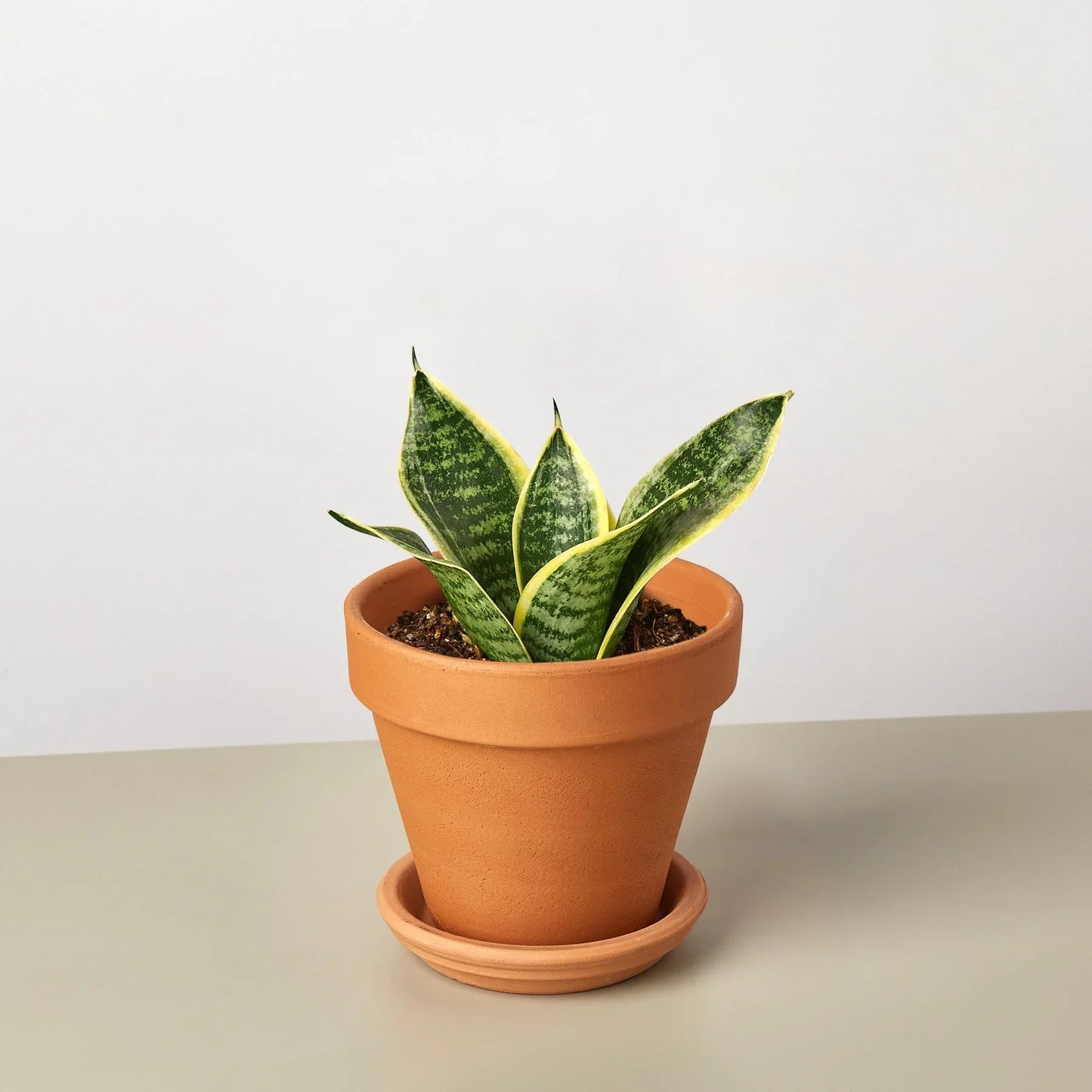 Snake Plant Laurentii Dwarf Plant Live House Plant Low Maintenance Easy Care Low Light Air Purifying Plant Air Cleaning Live Indoor