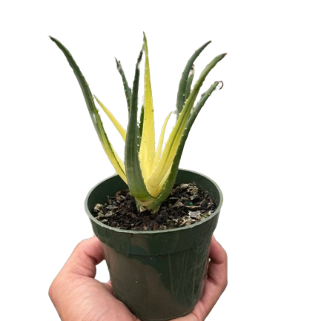 Aloe Solar Flare Plant Live Rare Aloe Vera House Plant Variegated Aloe Humilis Hybrid