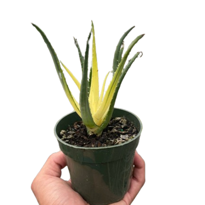 Aloe Solar Flare Plant Live Rare Aloe Vera House Plant Variegated Aloe Humilis Hybrid