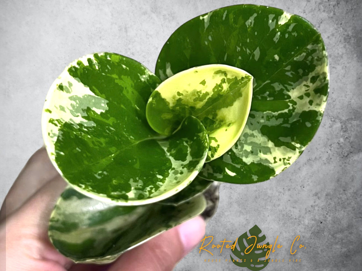 Peperomia Marble Plant Live Variegated Peperomia House Plant