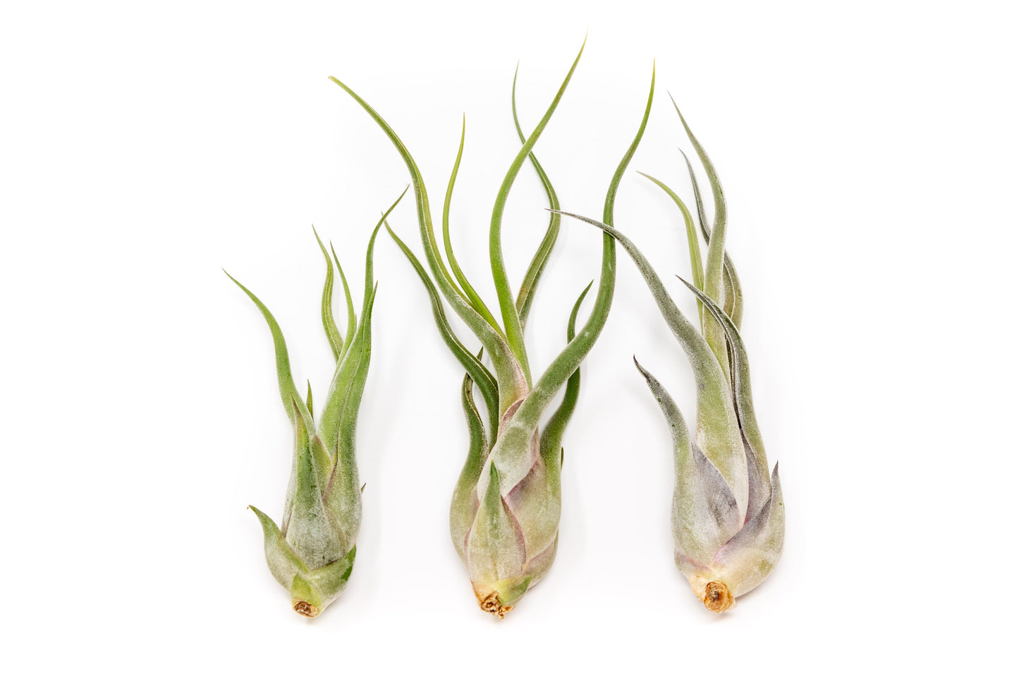 Tillandsia Air Plants Set of 9 or 18 Air Plants Live Bulk