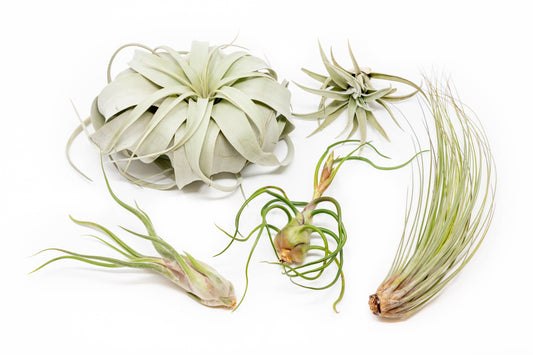 Large Tillandsia Air Plant Variety Pack 5 Big Air Plants Xerographica Bulbosa Belize Harrisii Caput Medusae Juncea Capitata Peach