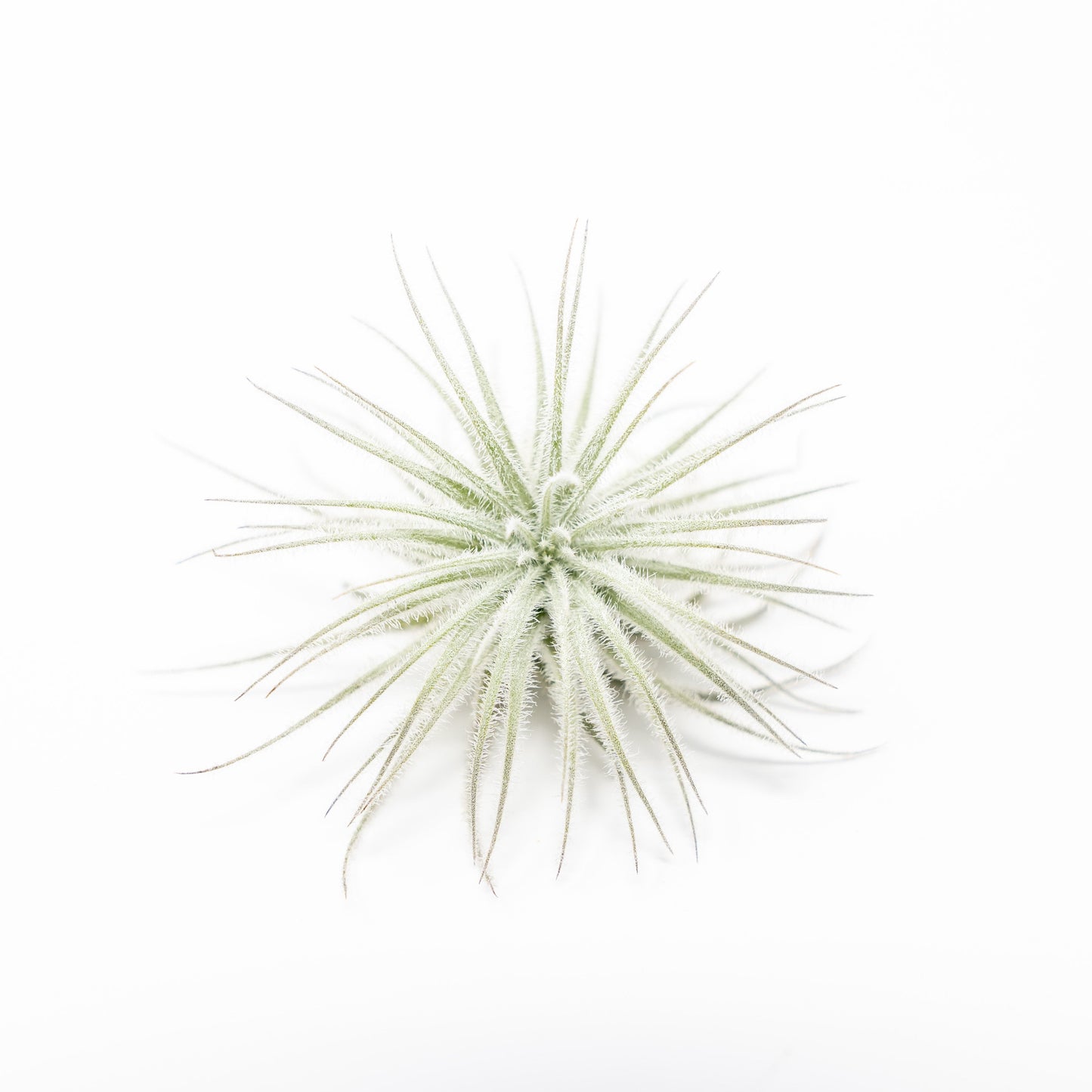 Small Tillandsia Tectorum Ecuador Air Plants Set of 3, 6 or 9